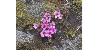 Foto 6 — Tagestour bei Þórsmörk — Langidalur