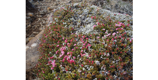 Foto 3 — Von Nesjavellir nach Hveragerði